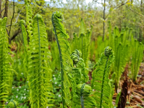ostrich fern