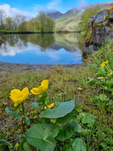 marsh marigold