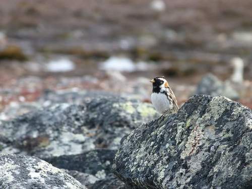 Lapland Longspur