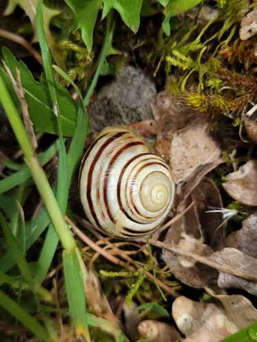 Cepaea hortensis