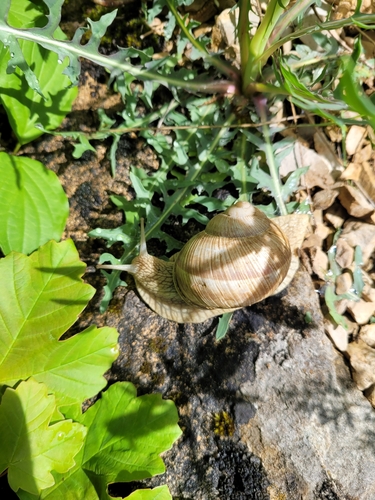 Helix pomatia
