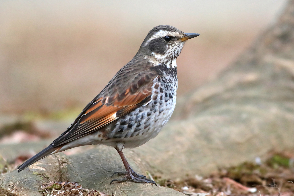 Dusky Thrush photo