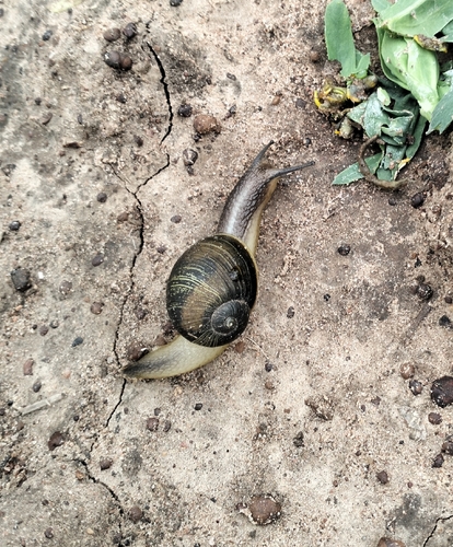 Green Garden Snail