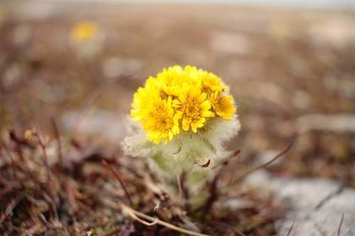 Marsh Fleawort