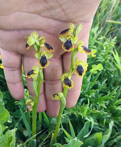 Murbeck's Bee-orchid