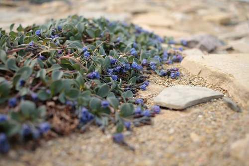 Oysterplant