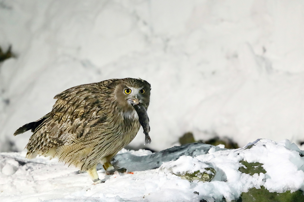 Blakiston's Fish-Owl (Ketupa blakistoni) photo