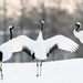 Red-crowned Crane - Photo (c) Carlos N. G. Bocos, all rights reserved, uploaded by Carlos N. G. Bocos