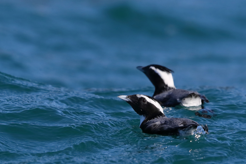 Japanese Murrelet (Synthliboramphus wumizusume) photo