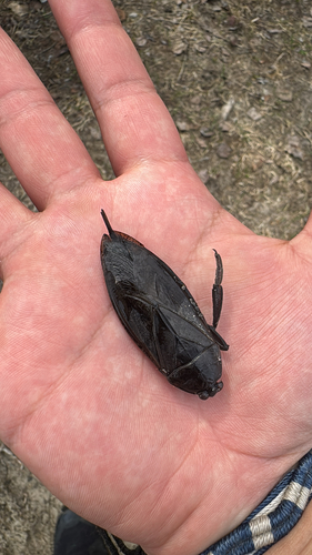 American Giant Water Bug