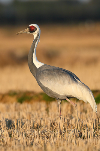White-naped Crane