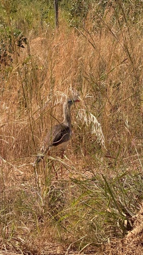 Red-legged Seriema