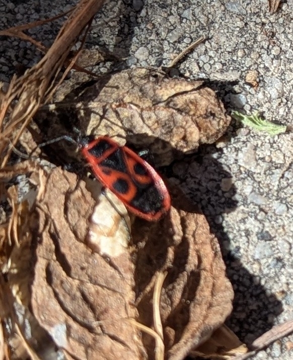 European Firebug from Lakeview, Orem, UT 84058, USA on May 10, 2026 at ...
