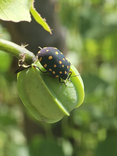 Torrid Jewel Bug