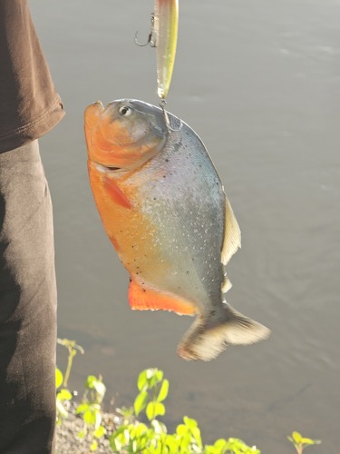 Redbelly Piranha