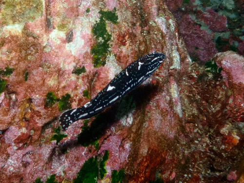 Coris bulbifrons