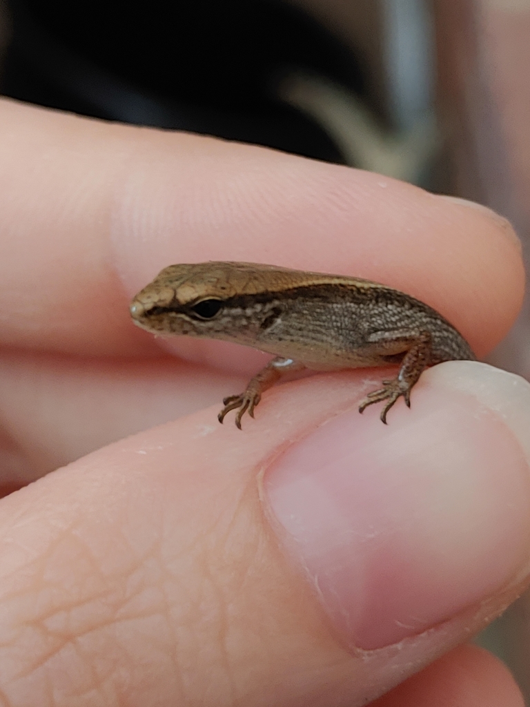 Little Brown Skink from Jackson, TN 38301, USA on April 05, 2020 at 11