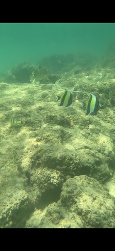 Zanclus cornutus
