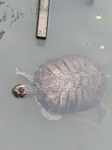 Trachemys scripta