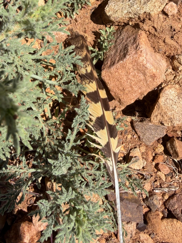 Common Poorwill observed by yams17