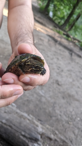 Eastern Musk Turtle observed by stargazerkittycat