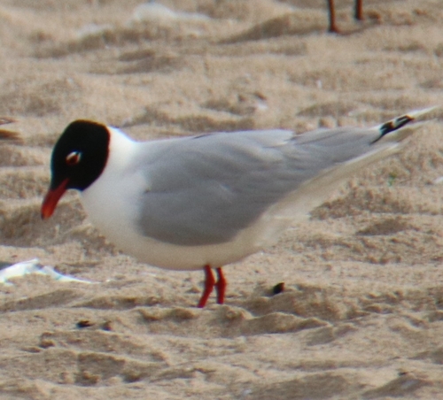 Mediterranean Gull
