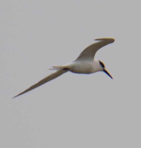 Sandwich Tern