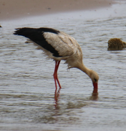 White Stork