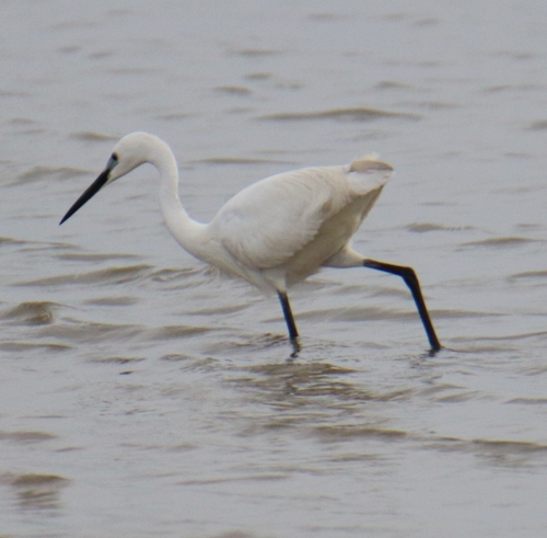 Little Egret