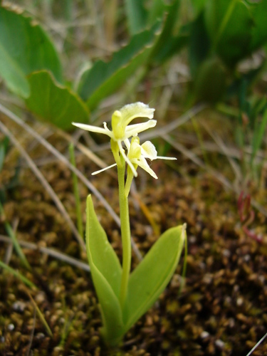 fen orchid