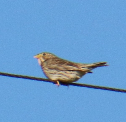 Corn Bunting