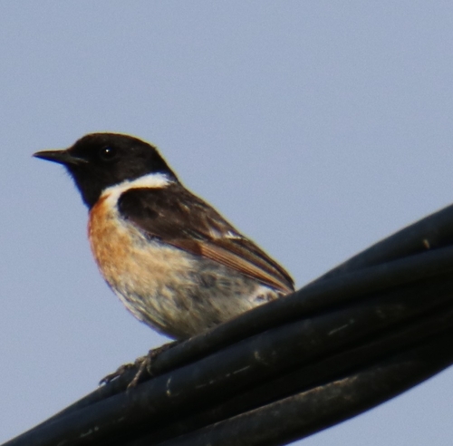 European Stonechat