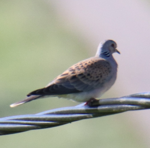 European Turtle-Dove
