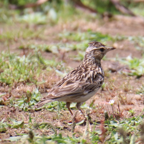 Woodlark