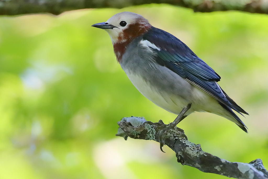 Chestnut-cheeked Starling (Agropsar philippensis) photo