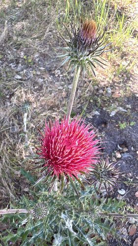 iNaturalist observation photo of Cobwebby Thistle