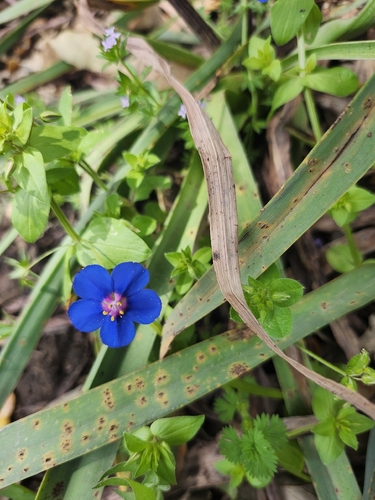 Blue Scarlet Pimpernel