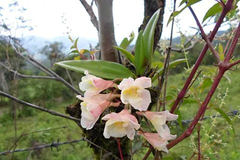 Image of Rodriguezia granadensis