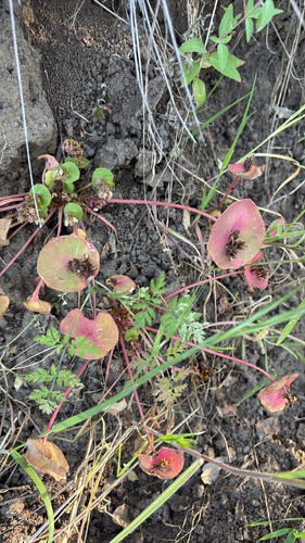 iNaturalist observation photo of miner's lettuce