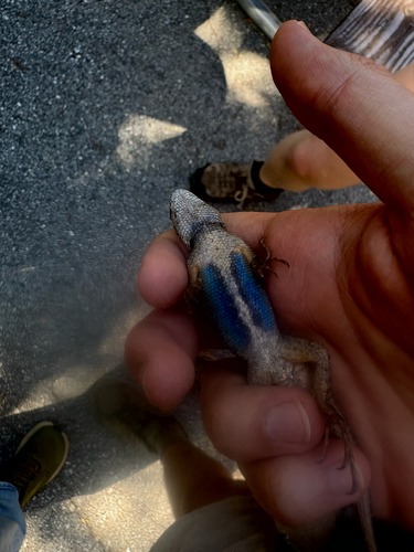 iNaturalist observation photo of Western Fence Lizard