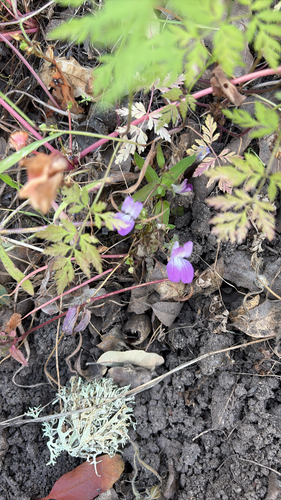 iNaturalist observation photo of Purple Chinese Houses