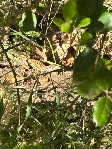 iNaturalist observation photo of Western Whiptail