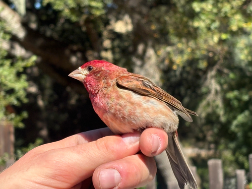 iNaturalist observation photo of Purple Finch