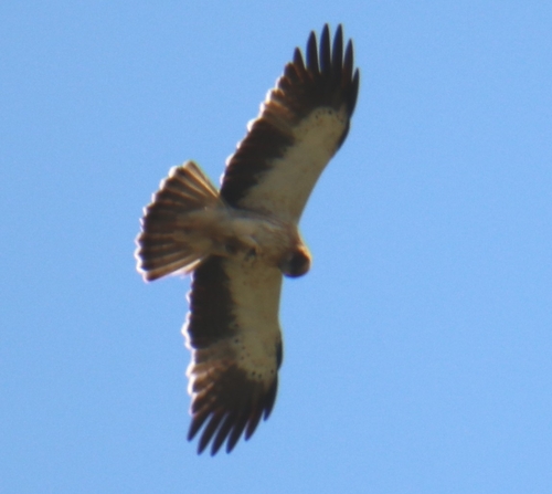 Booted Eagle