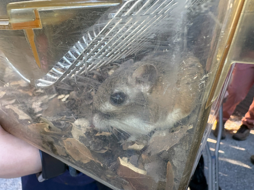 iNaturalist observation photo of Narrow-faced Kangaroo Rat
