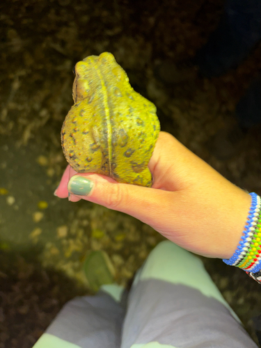 iNaturalist observation photo of Western Toad