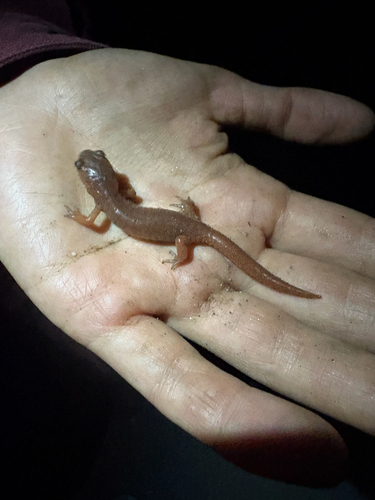 iNaturalist observation photo of Ensatina