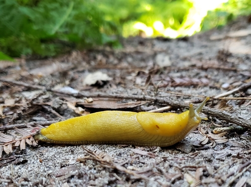 Ariolimax dolichophallus