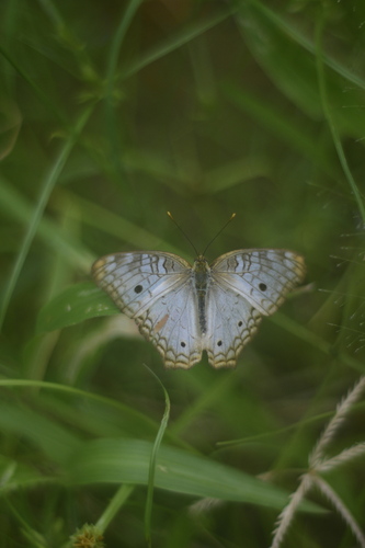 White Peacock