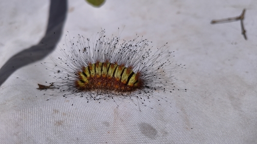Megalopyge lanata
